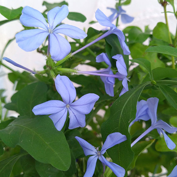 プルンバーゴ（ルリマツリ）：ブルーとホワイト5号鉢 2色寄せ植え