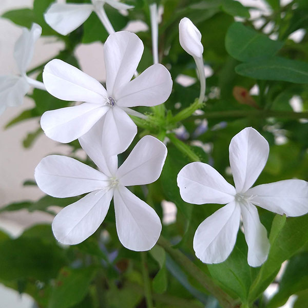 プルンバーゴ（ルリマツリ）：ブルーとホワイト5号鉢 2色寄せ植え