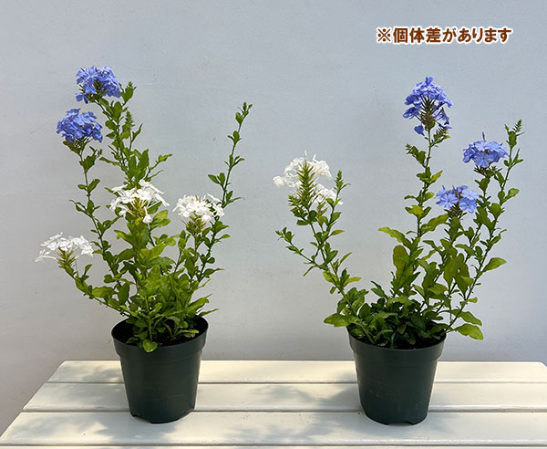 プルンバーゴ　ルリマツリ　ブルー 園芸ネット本店｜プルンバーゴ（ルリマツリ）：ブルーとホワイト5号鉢