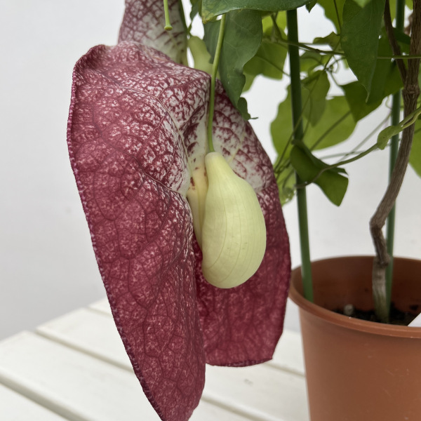 アリストロキア：ギガンティア5号ポット