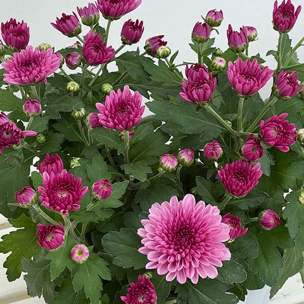 ポットクリサンセマム:マウントオービスク ピンク 3.5号ポット 2株セット
