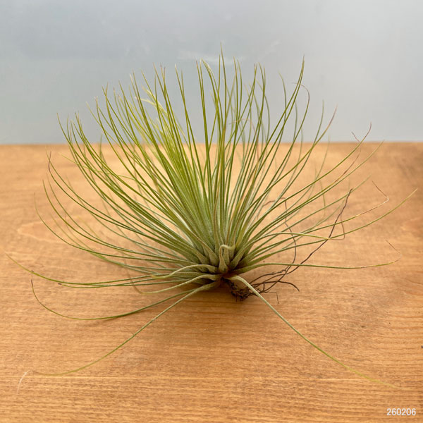 チランジア：アンドレアナ Lサイズ（直径約12～13cm）