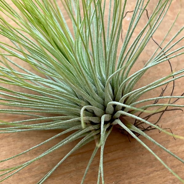 チランジア：アンドレアナ Lサイズ（直径約12～13cm）