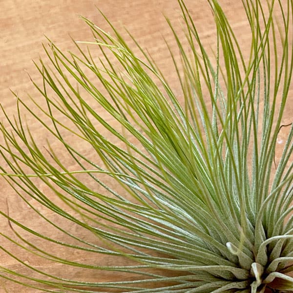 チランジア：アンドレアナ Lサイズ（直径約12～13cm）