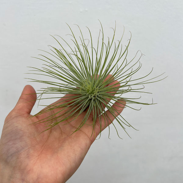 チランジア：アンドレアナ Lサイズ（直径約12～13cm）