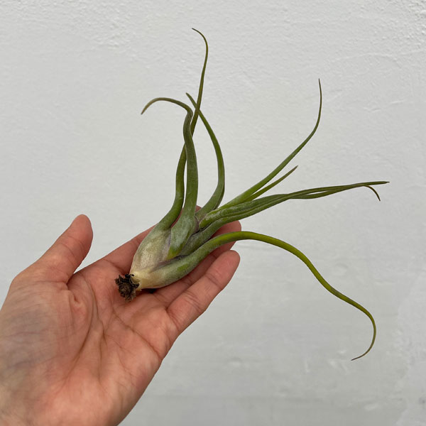 チランジア：カプトメデューサエ  Lサイズ（長さ約14～16cm）