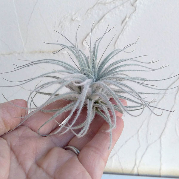 チランジア:テクトラム(テクトルム)Lサイズ(直径9~10cm)