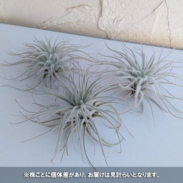 チランジア:テクトラム(テクトルム)Lサイズ(直径9~10cm)