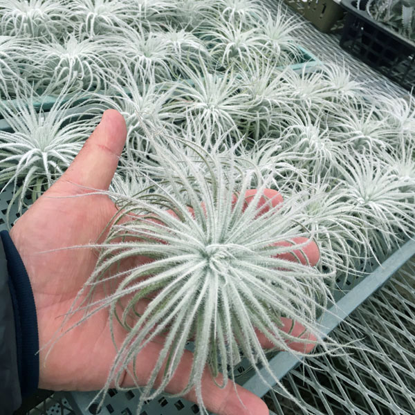 チランジア:テクトラム(テクトルム)Lサイズ(直径9~10cm)
