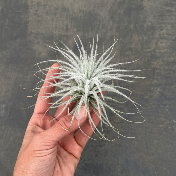 チランジア:テクトラム(テクトルム)(直径8-10cm)