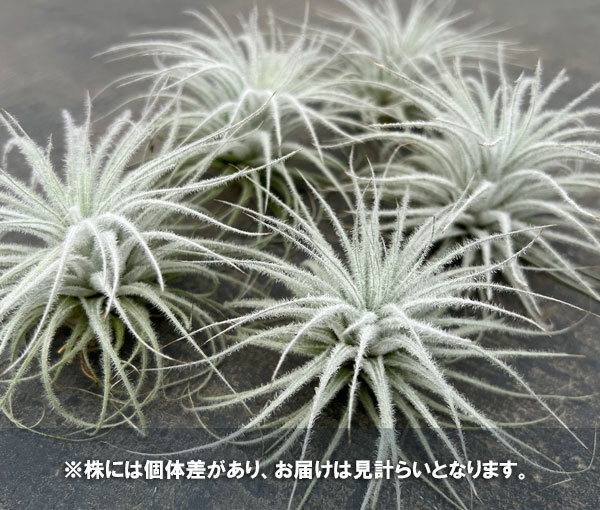 チランジア:テクトラム(テクトルム)(直径8-10cm)