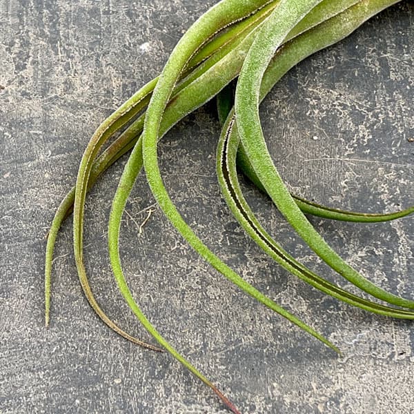 チランジア：セレリアナ Lサイズ（長さ約16～20cm）