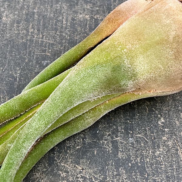 チランジア：セレリアナ Lサイズ（長さ約16～20cm）