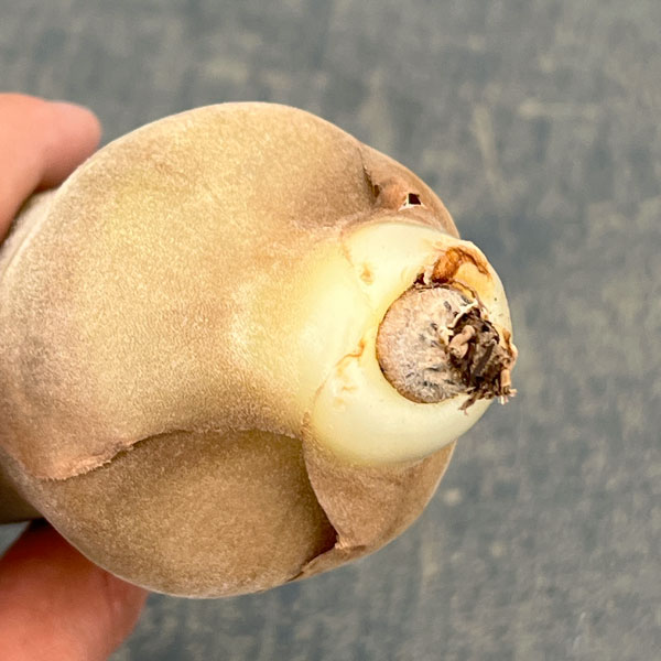 チランジア：セレリアナ Lサイズ（長さ約16～20cm）