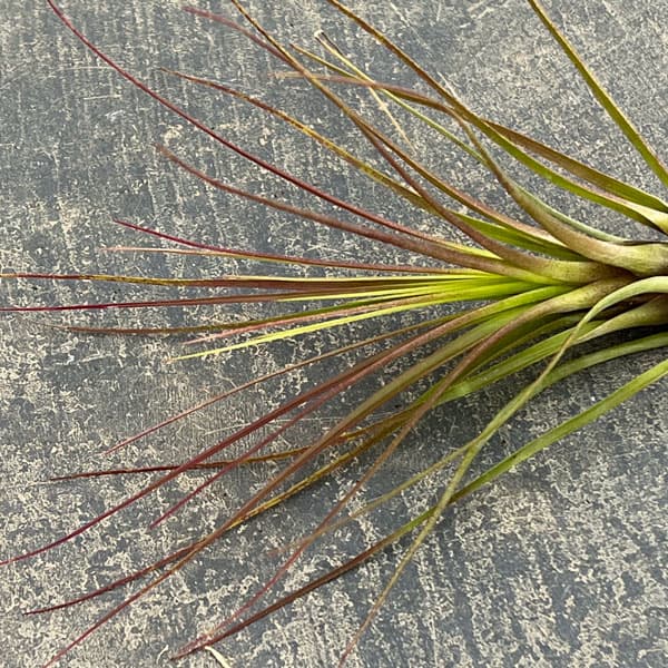 チランジア：トリコロール・メラノクラテル Lサイズ（長さ約16～18cm）