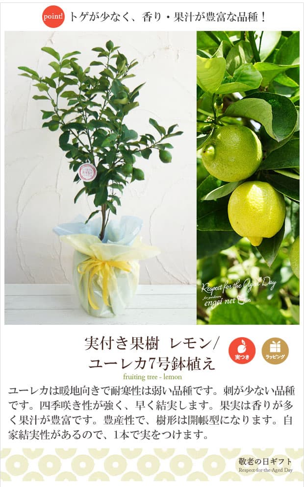 レモン　果樹　7寸鉢　実付 特価 訳あり】＜実付き4個以上＞サイパンレモン 7号スリット鉢