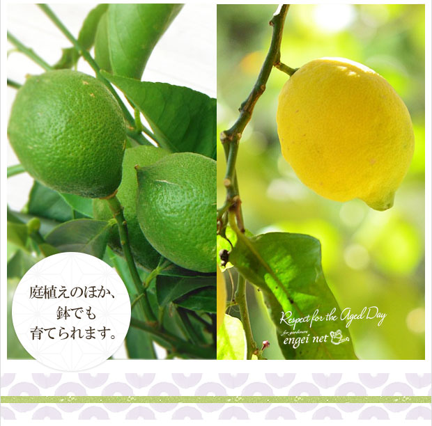 2019年敬老の日ギフト][予約]実付き果樹 レモン：ユーレカ7号
