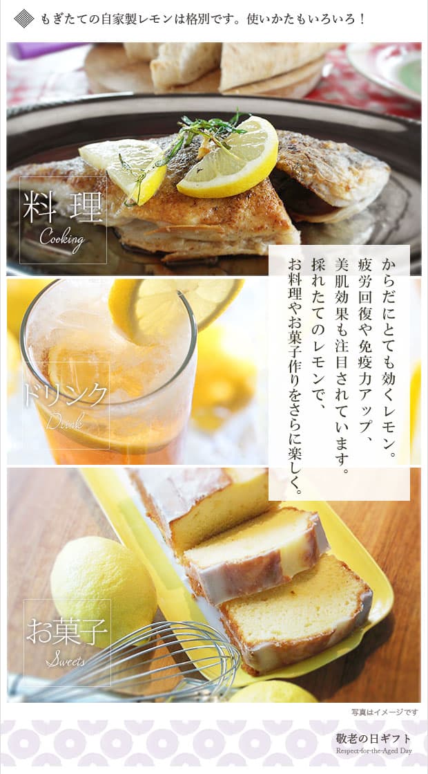 園芸ネット本店｜[2019年敬老の日ギフト][予約]実付き果樹 レモン