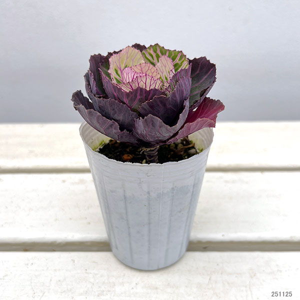 ハボタン：百恵（ももえ）2.5号ロングポット 2株セット