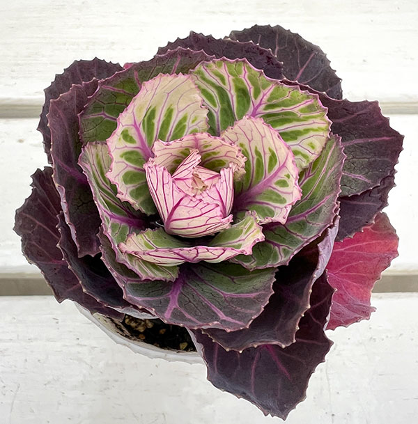 ハボタン：百恵（ももえ）2.5号ロングポット 2株セット