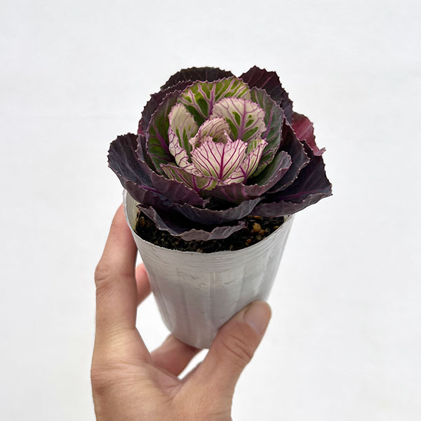 ハボタン：百恵（ももえ）2.5号ロングポット 2株セット