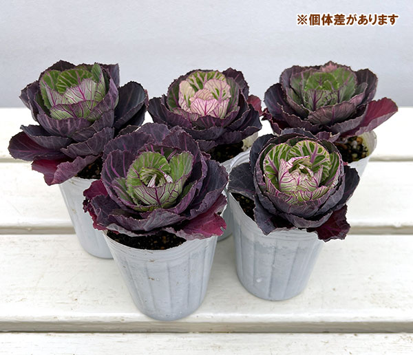 ハボタン：百恵（ももえ）2.5号ロングポット 2株セット