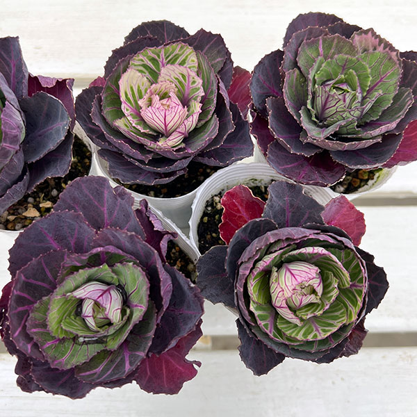 ハボタン：百恵（ももえ）2.5号ロングポット 2株セット