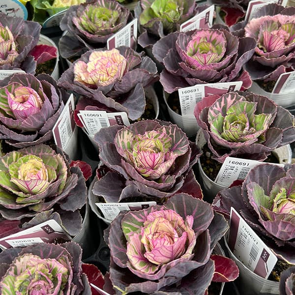 ハボタン：百恵（ももえ）2.5号ロングポット 2株セット