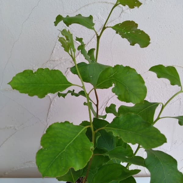 ユーカリ：キャベッジガム5号ポット