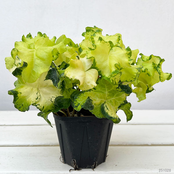 ヘデラ(アイビー):ムーンライト3.5号ポット