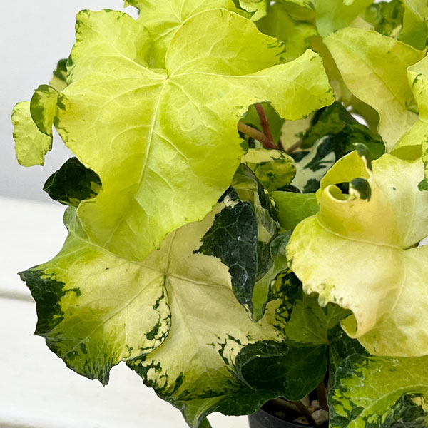 ヘデラ(アイビー):ムーンライト3.5号ポット