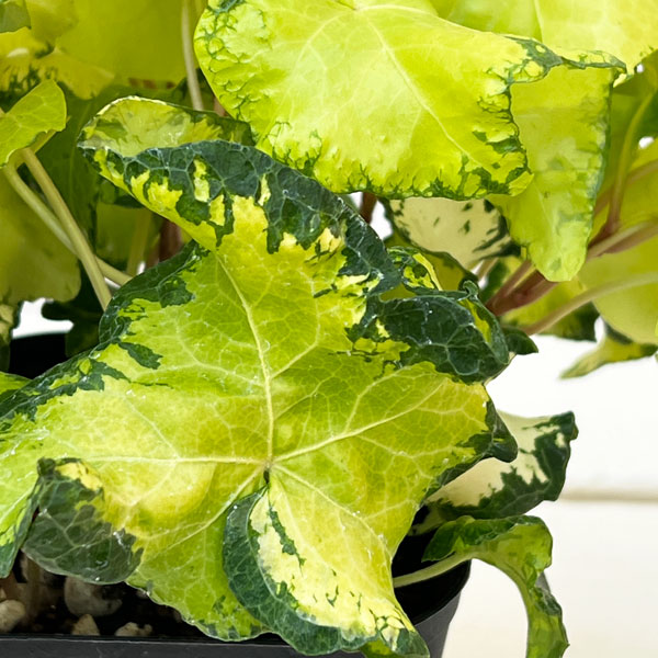 ヘデラ(アイビー):ムーンライト3.5号ポット