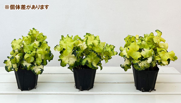 ヘデラ(アイビー):ムーンライト3.5号ポット