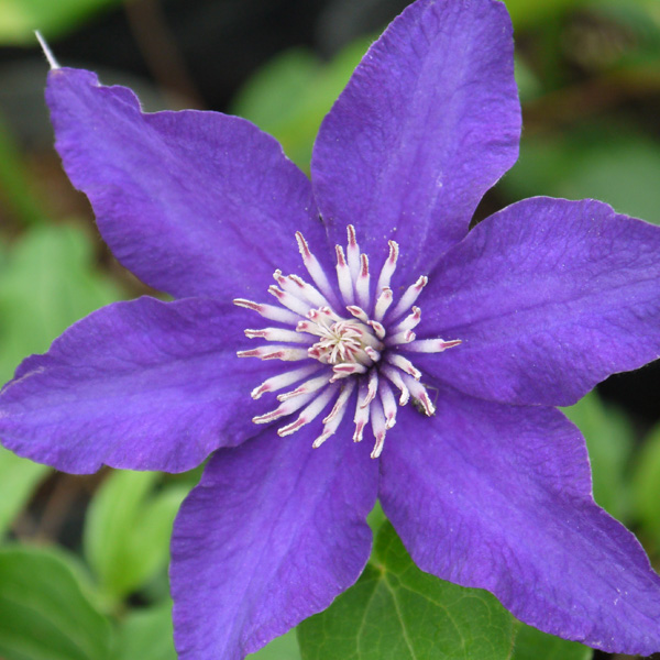 園芸ネット本店｜クレマチス：サシャ4号ポット（早咲き大輪系） の通販