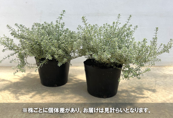 sasa　ウエストリンギア　スモーキーホワイト　2苗セット ITANSE ウエストリンギア・スモーキーホワイト 花苗 2.5号ロング