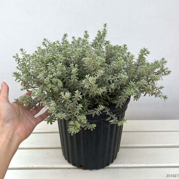 ウエストリンギア:スモーキーホワイト7号ポット