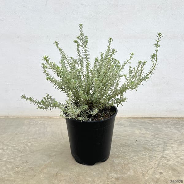 園芸ネット本店｜ウエストリンギア：スモーキーホワイト7号鉢植え の
