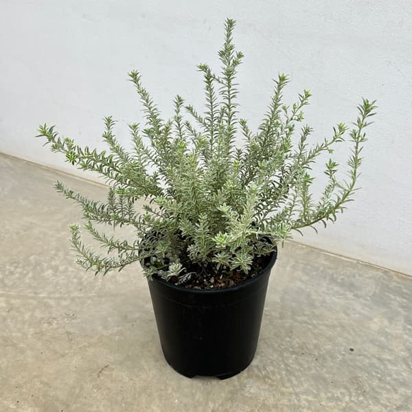 園芸ネット本店｜ウエストリンギア：スモーキーホワイト7号鉢植え の
