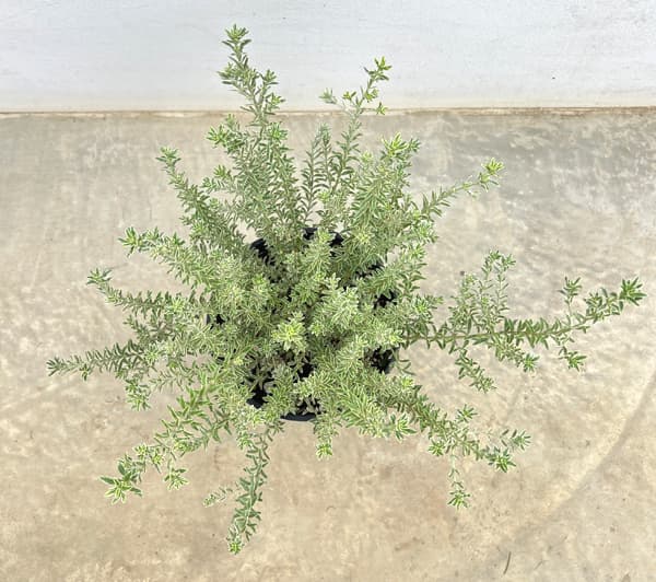 園芸ネット本店｜ウエストリンギア：スモーキーホワイト7号鉢植え の