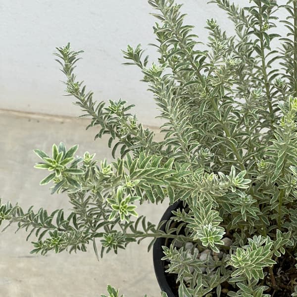 園芸ネット本店｜ウエストリンギア：スモーキーホワイト7号鉢植え の