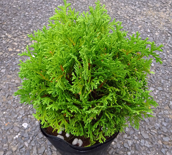 ニオイヒバ：ダニカ5号ポット樹高約20cm