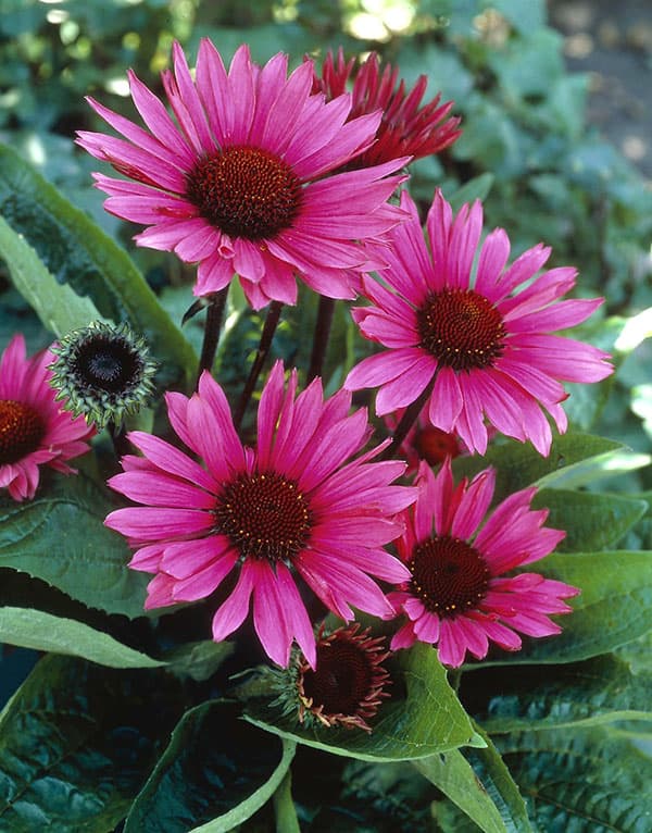 エキナセア：ファタルアトラクション3.5－4号ポット