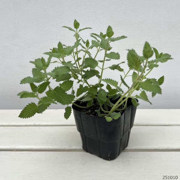 ネペタ(キャットミント):ジュニアウォーカー3.5号ポット