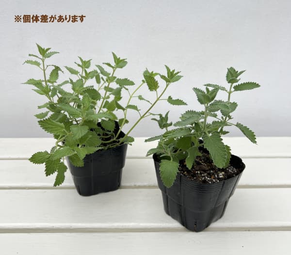 ネペタ(キャットミント):ジュニアウォーカー3.5号ポット