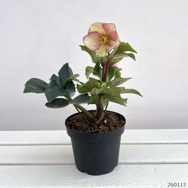 クリスマスローズ：*HGC Ice N’roses 氷の薔薇 ピコティー4.5号ポット