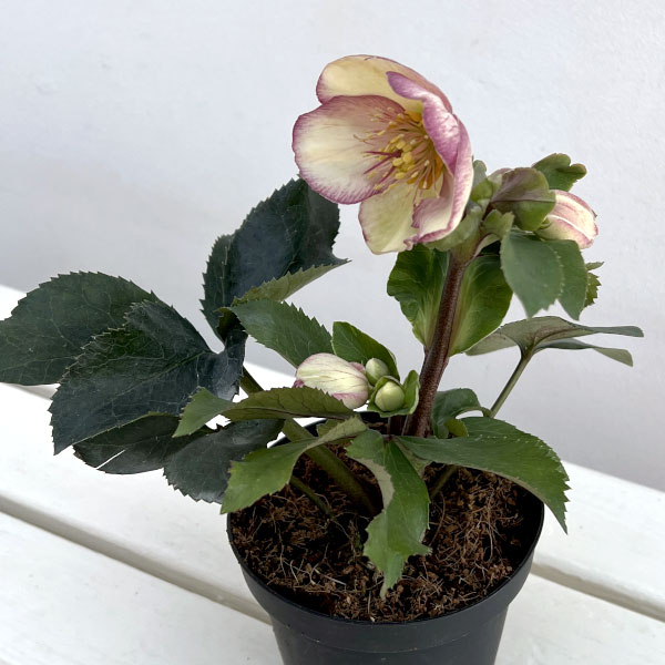 クリスマスローズ：*HGC Ice N’roses 氷の薔薇 ピコティー4.5号ポット