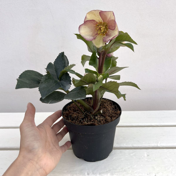 クリスマスローズ：*HGC Ice N’roses 氷の薔薇 ピコティー4.5号ポット