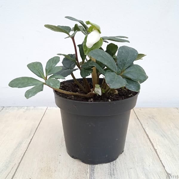 ㉕-115クリスマスローズ クリスマスローズ dd丸弁ピンクぼかし (曽田