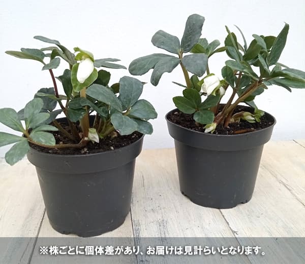 園芸ネット本店｜クリスマスローズ（原種系）：*ニゲルHGCジュベリオ