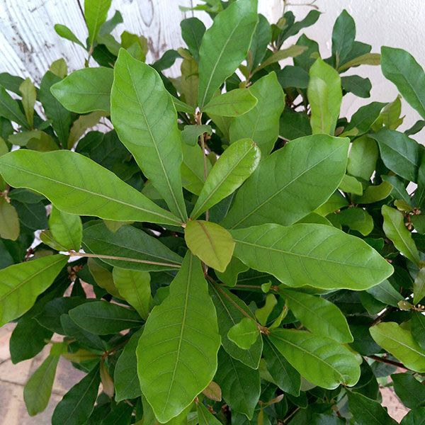 ミラクルベリー(ミラクルフルーツ）7号 鉢植え